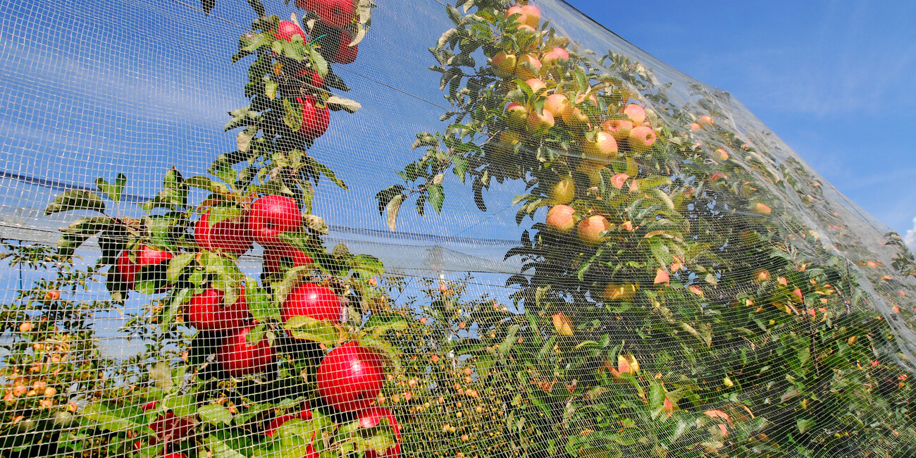 Coredo #4 | © APT Val di Non - Autunno - Mele - ph Andrea Semplici