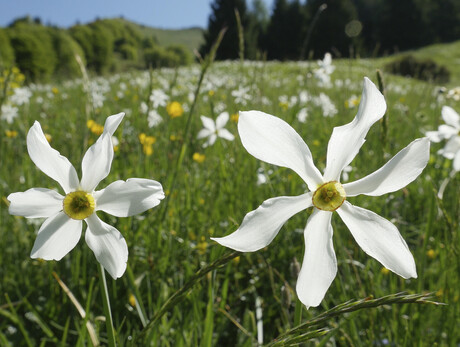 Festa della Fioritura