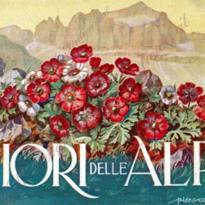 I Fiori delle Alpi