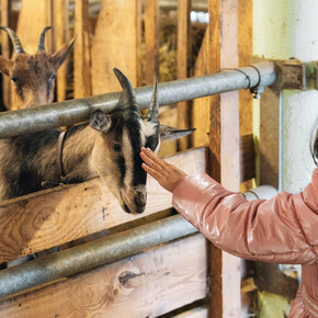 Benvenuti in fattoria