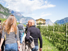 A group of people is walking among apple orchards and asparagus fields, holding wicker baskets and tools for harvesting asparagus.