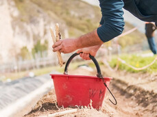 The image shows a person harvesting white asparagus in a field, placing them into a red bucket. The soil is mounded, a technique typical for this cultivation. In the background, other people are working, with a mountainous landscape. The scene is bright, suggesting a springtime atmosphere.