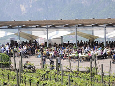 The image depicts an outdoor event in a vineyard setting, with rows of grapevines in the foreground and a large covered structure where a crowd of people has gathered. Under the canopies, participants are seated at tables, appearing to enjoy food and wine. In the background, mountains and hills are visible.