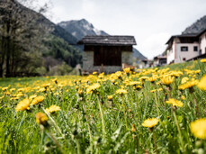 Zicoria FestiVal di Sole