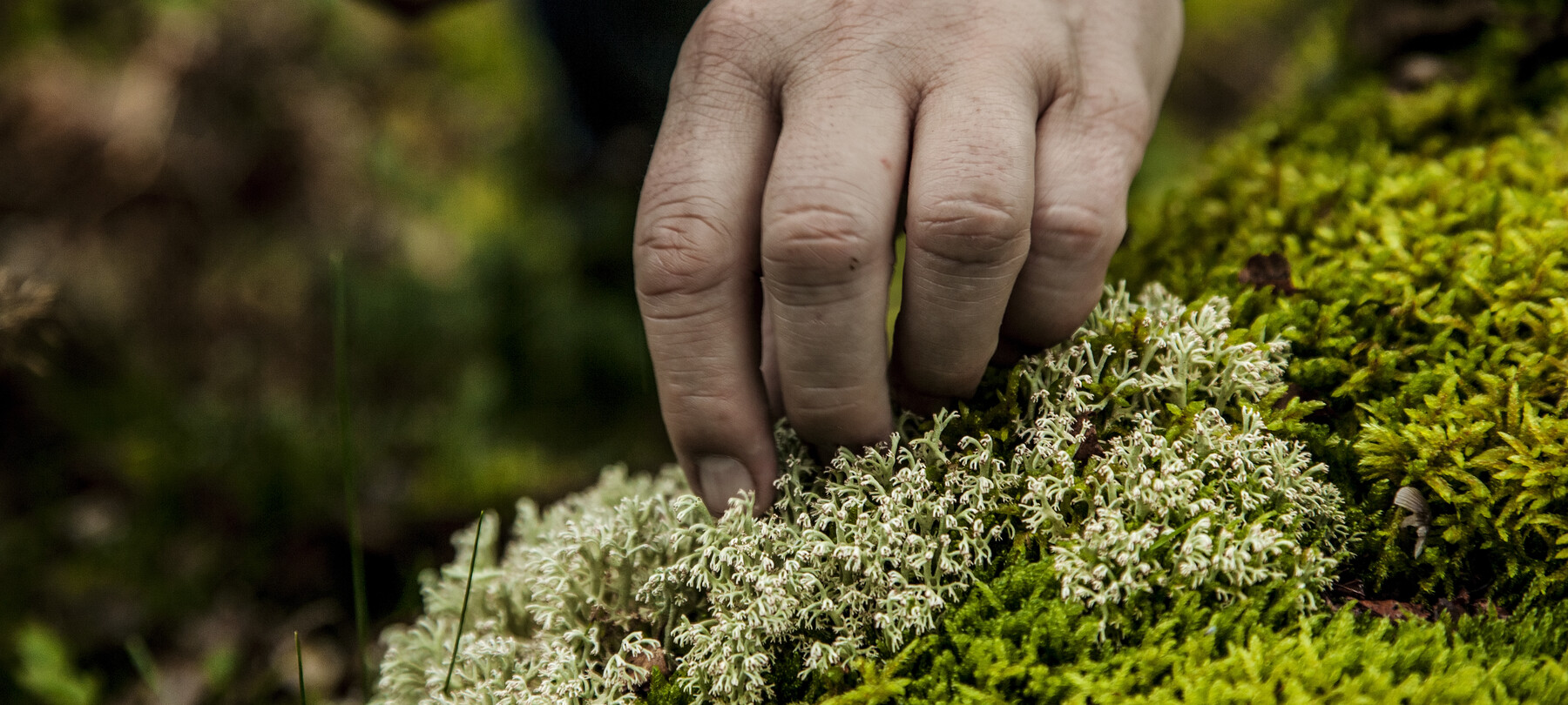 Val di Fiemme - Cavalese - El Molin - Chef Alessandro Gilmozzi