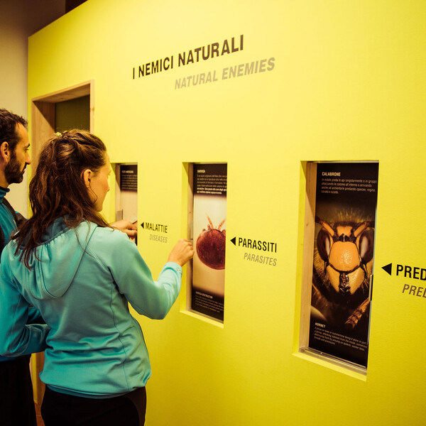 Bienenmuseum in der Mühle